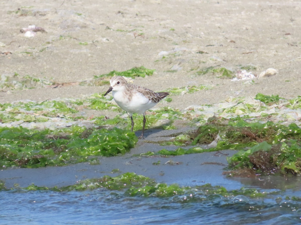 Zwergstrandläufer - ML608966156