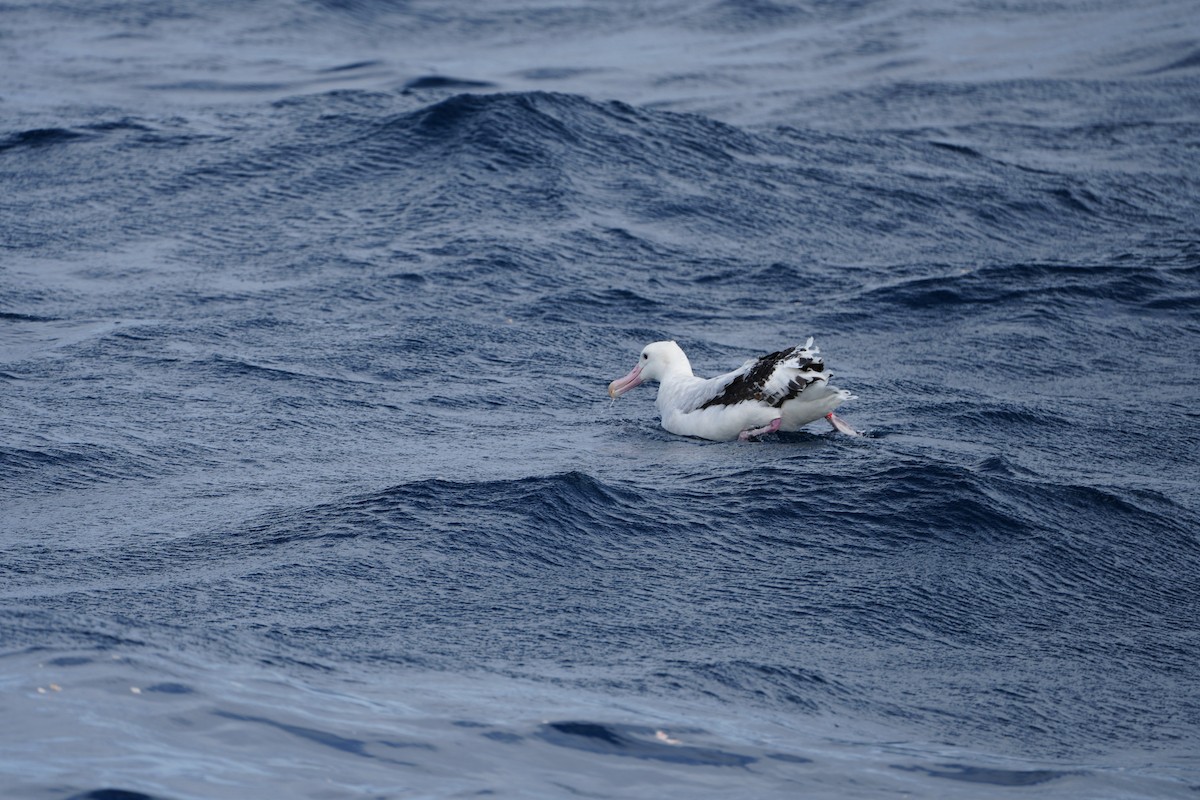 Albatros hurleur, A. de Tristan da Cunha ou A. des Antipodes - ML608966383