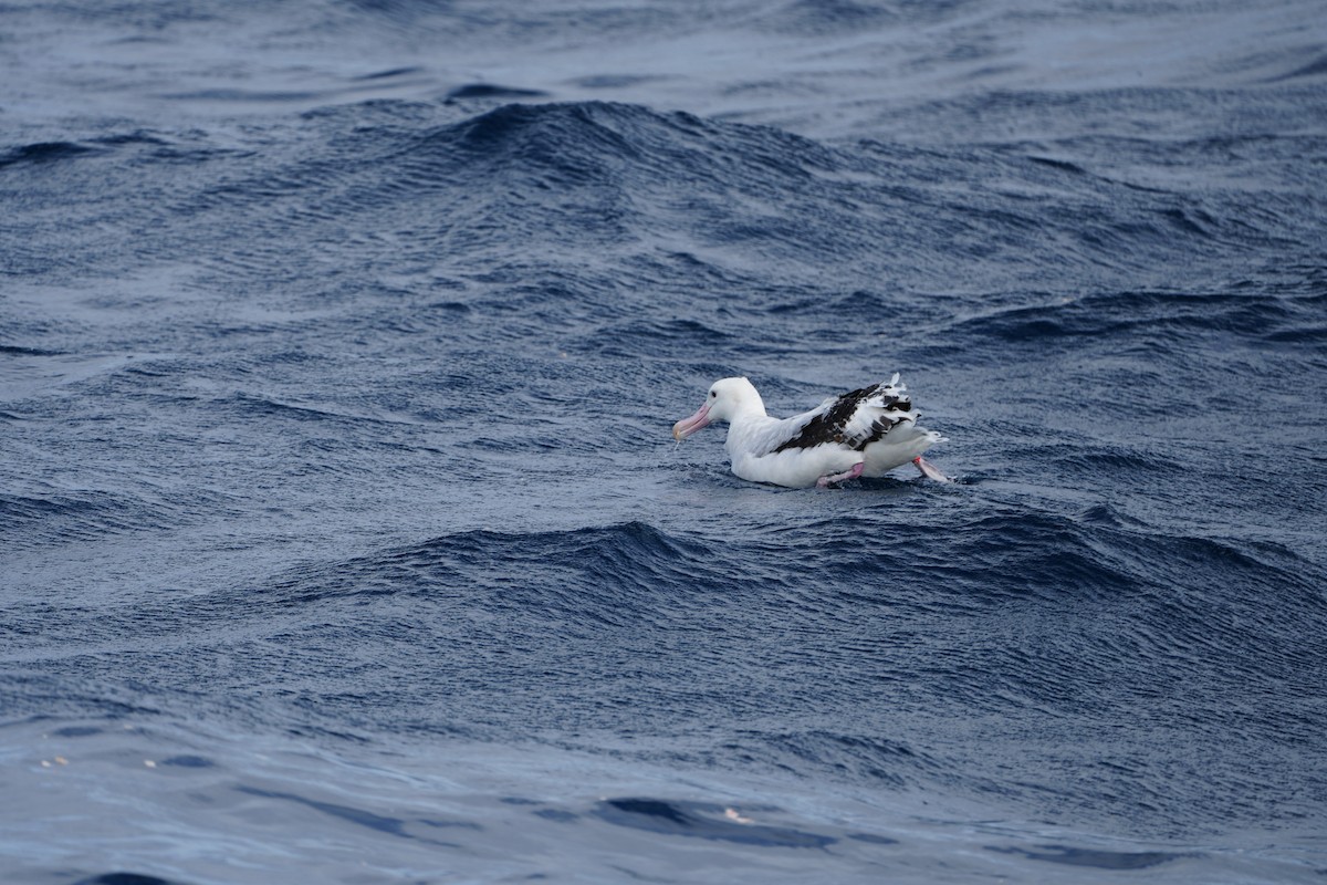 Albatros Viajero/de Tristán de Acuña/de las Antípodas - ML608966383