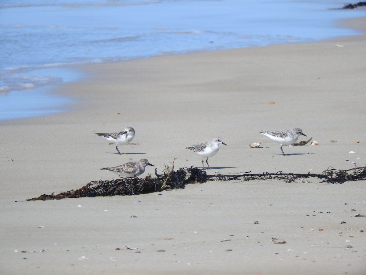 Red-necked Stint - ML608966407