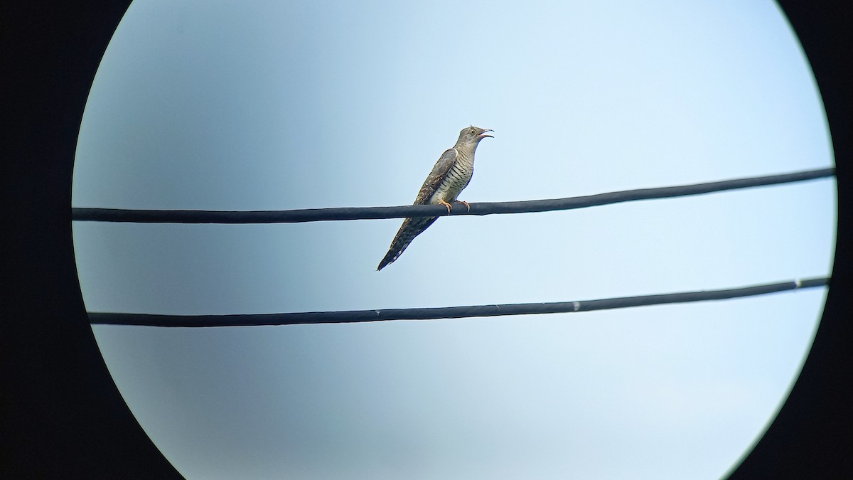 Common Cuckoo - Sandip Das
