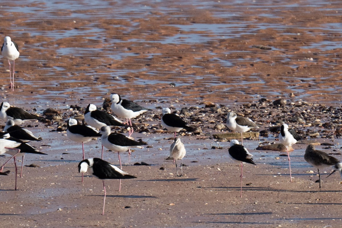 Asian Dowitcher - ML608966640