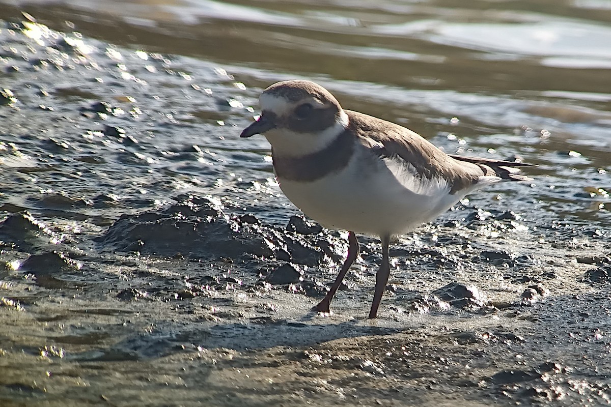 Common Ringed Plover - Rudo Jureček