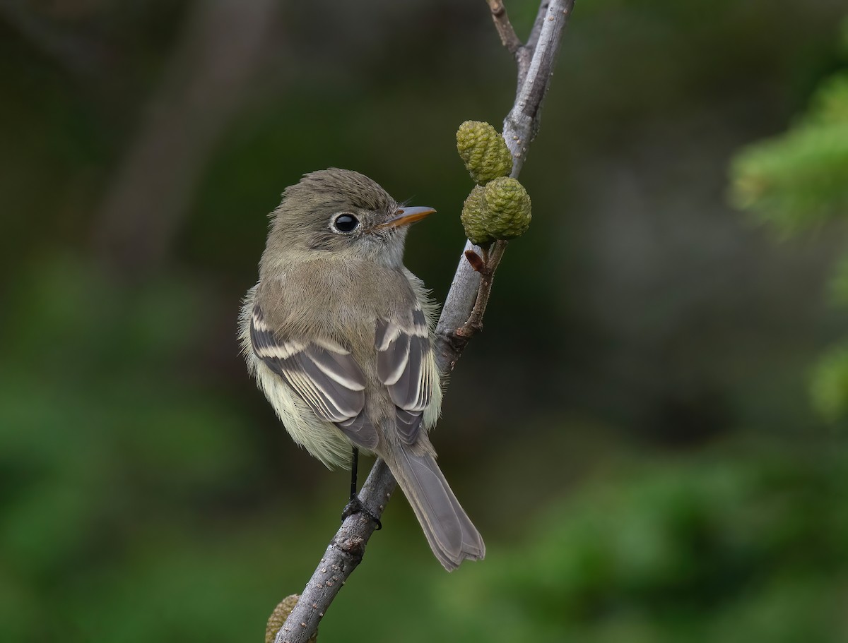 Least Flycatcher - ML608966708