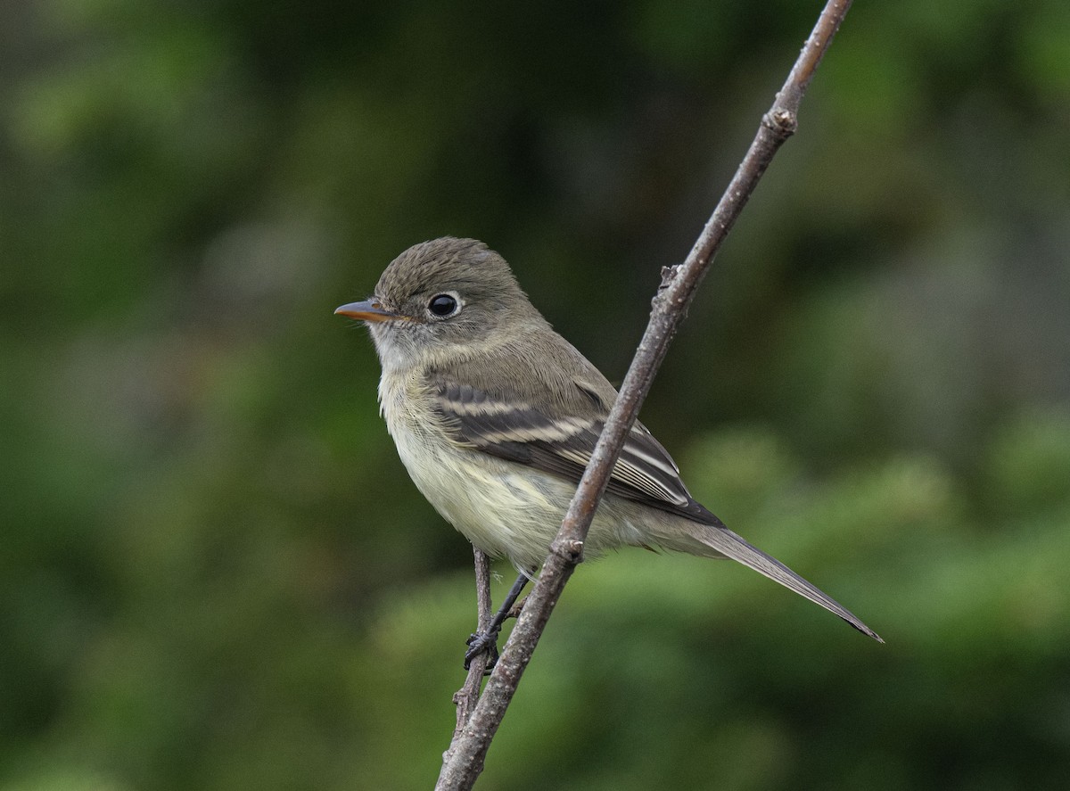 Least Flycatcher - ML608966709