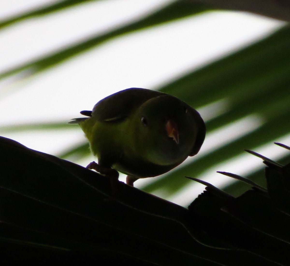 Vernal Hanging-Parrot - ML608966724