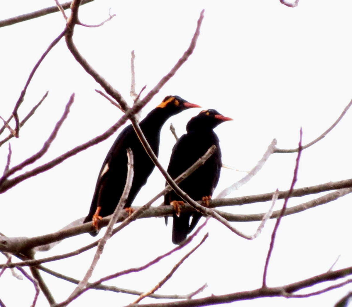 Southern Hill Myna - ML608966765