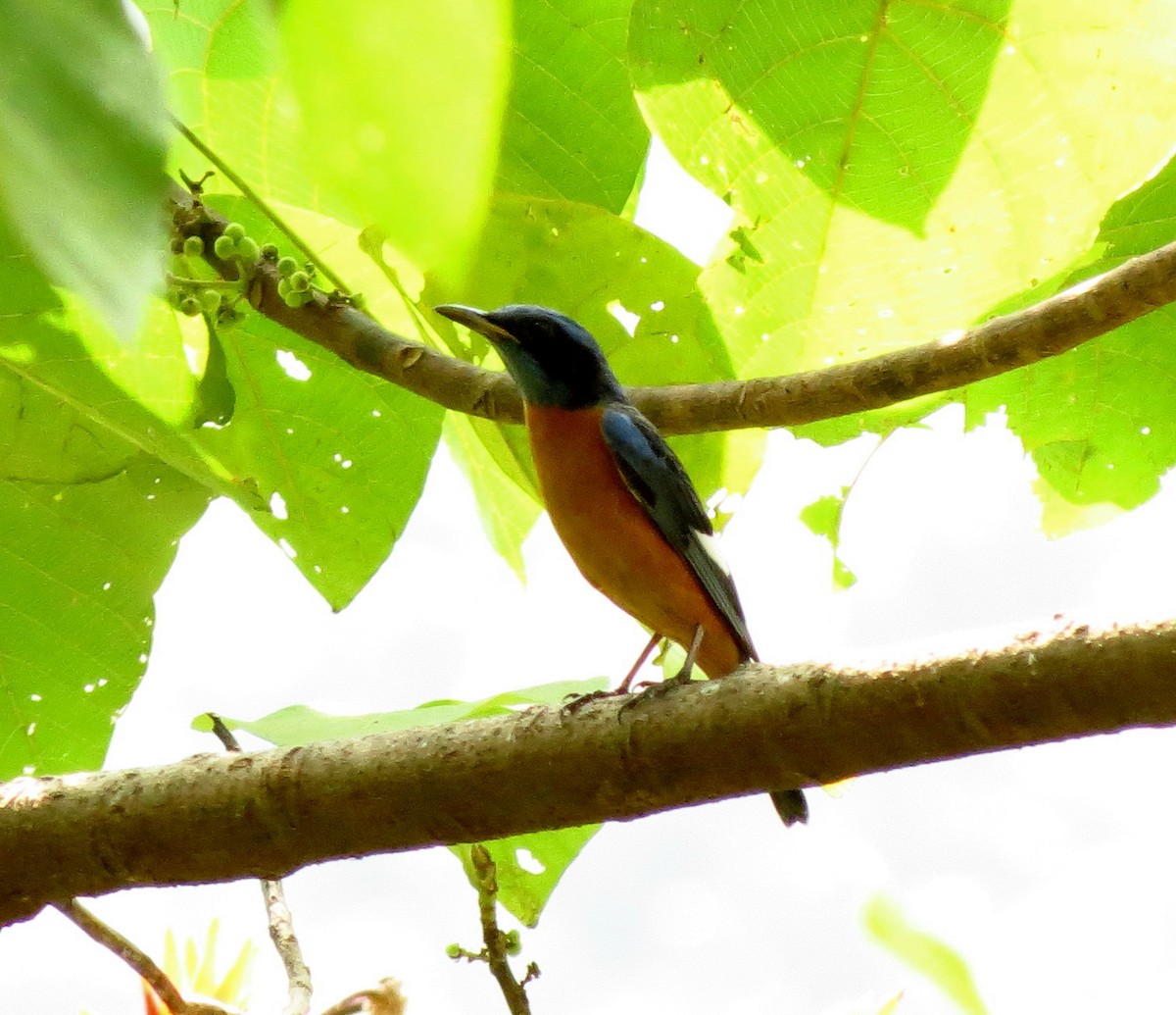 Blue-capped Rock-Thrush - ML608966786