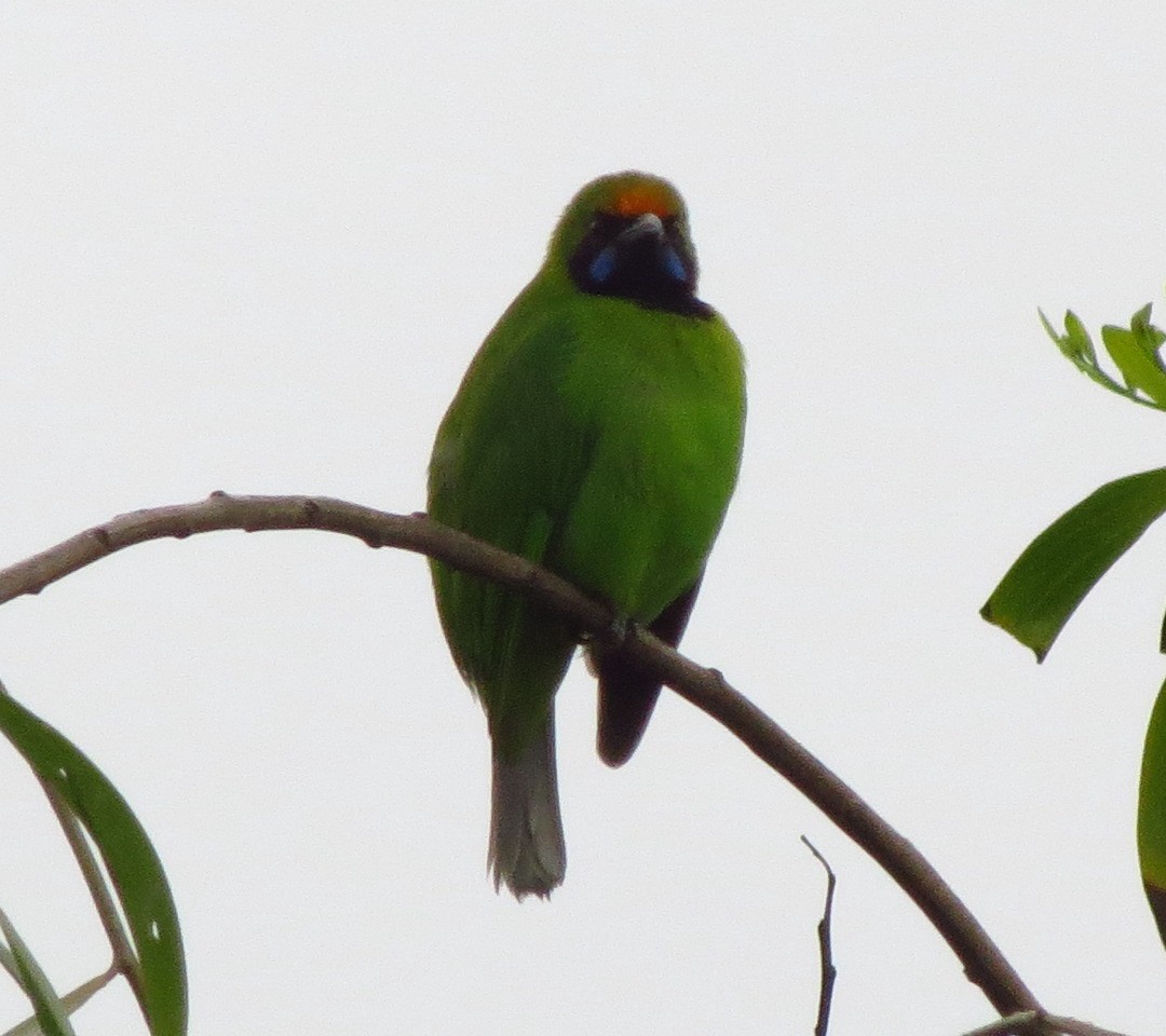 Golden-fronted Leafbird - ML608966789