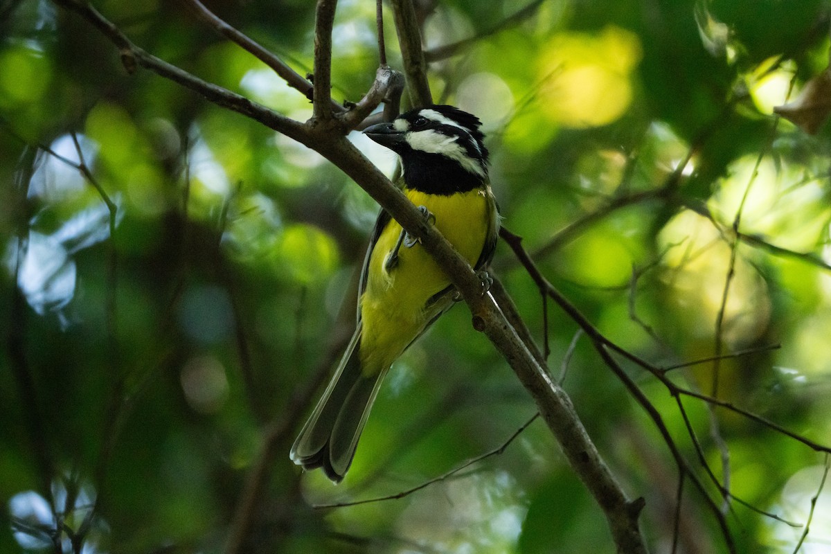 Eastern Shrike-tit - ML608966799