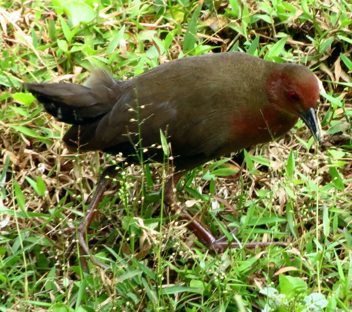 Ruddy-breasted Crake - ML608966823