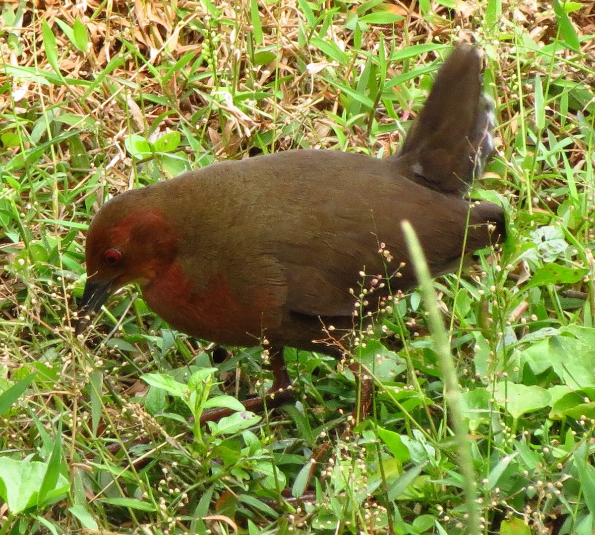 Ruddy-breasted Crake - ML608966825