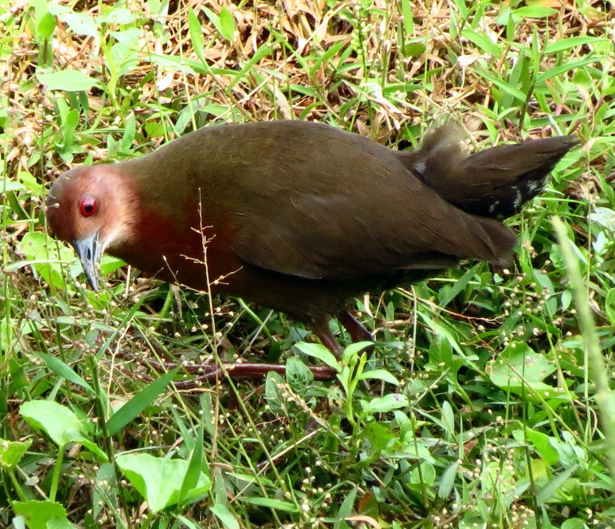 Ruddy-breasted Crake - ML608966826