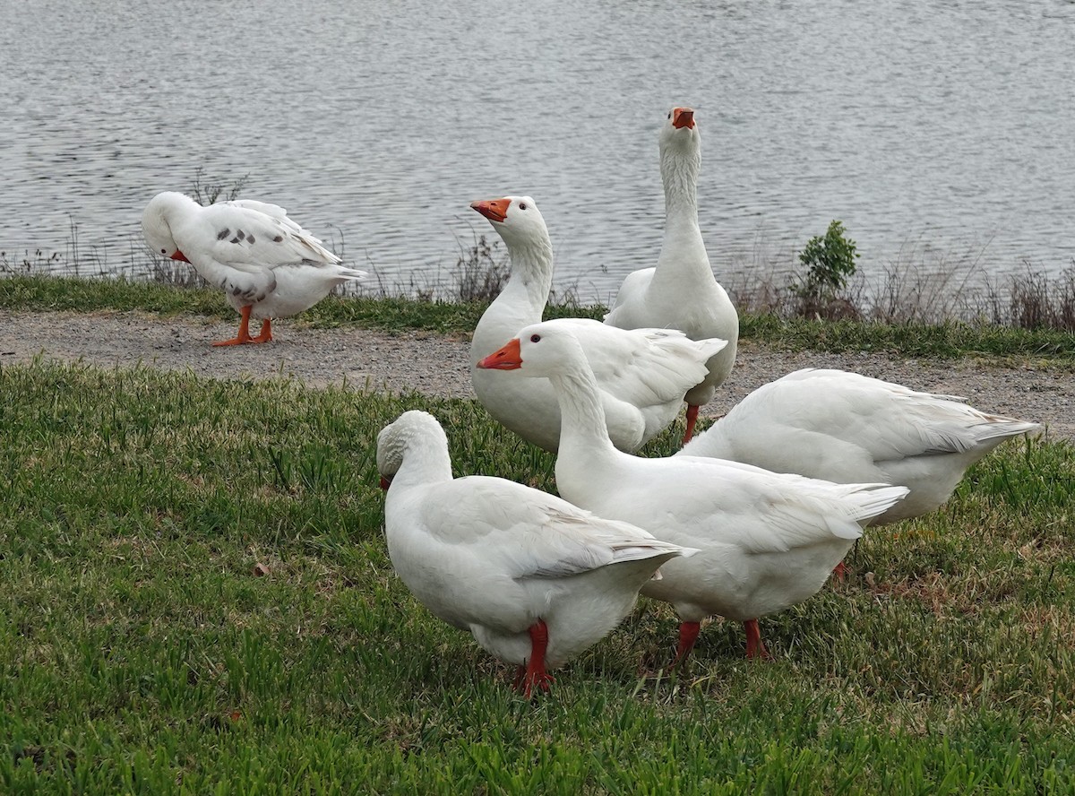 Domestic goose sp. (Domestic type) - Russell Scott
