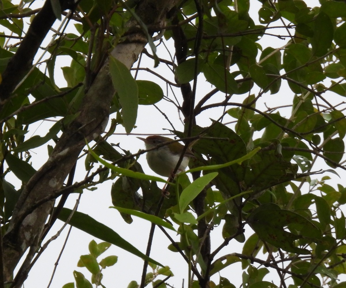 Common Tailorbird - ML608966852