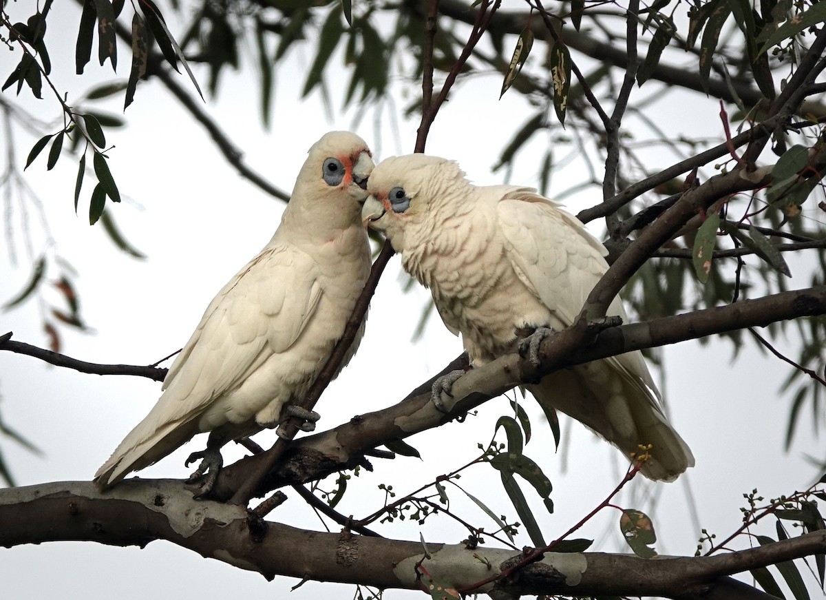 Little Corella - ML608966854