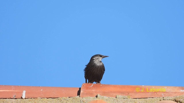 Spotless Starling - ML608966905