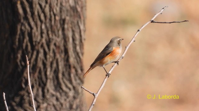 Common Redstart - ML608966906