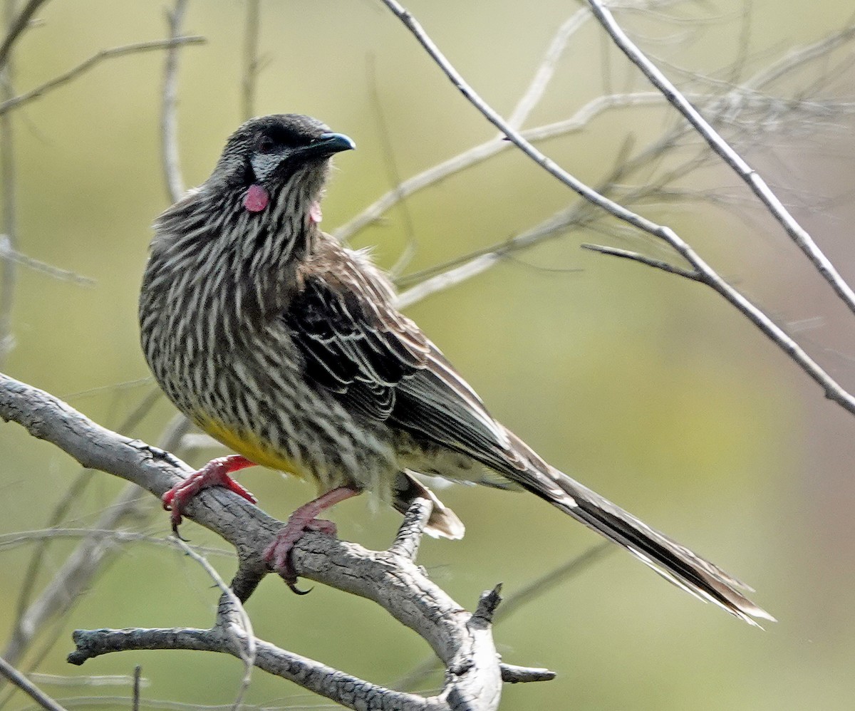 Red Wattlebird - ML608966995