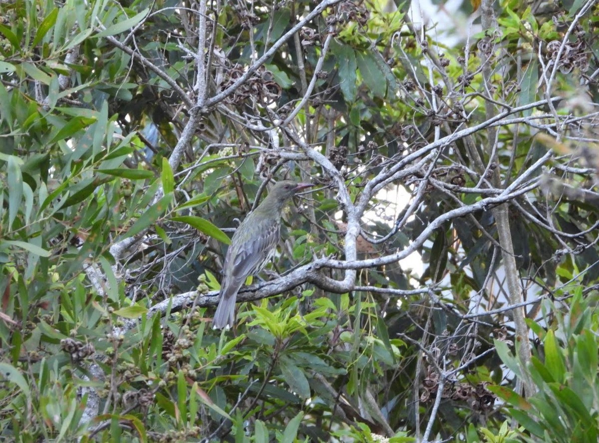 Olive-backed Oriole - ML608967015