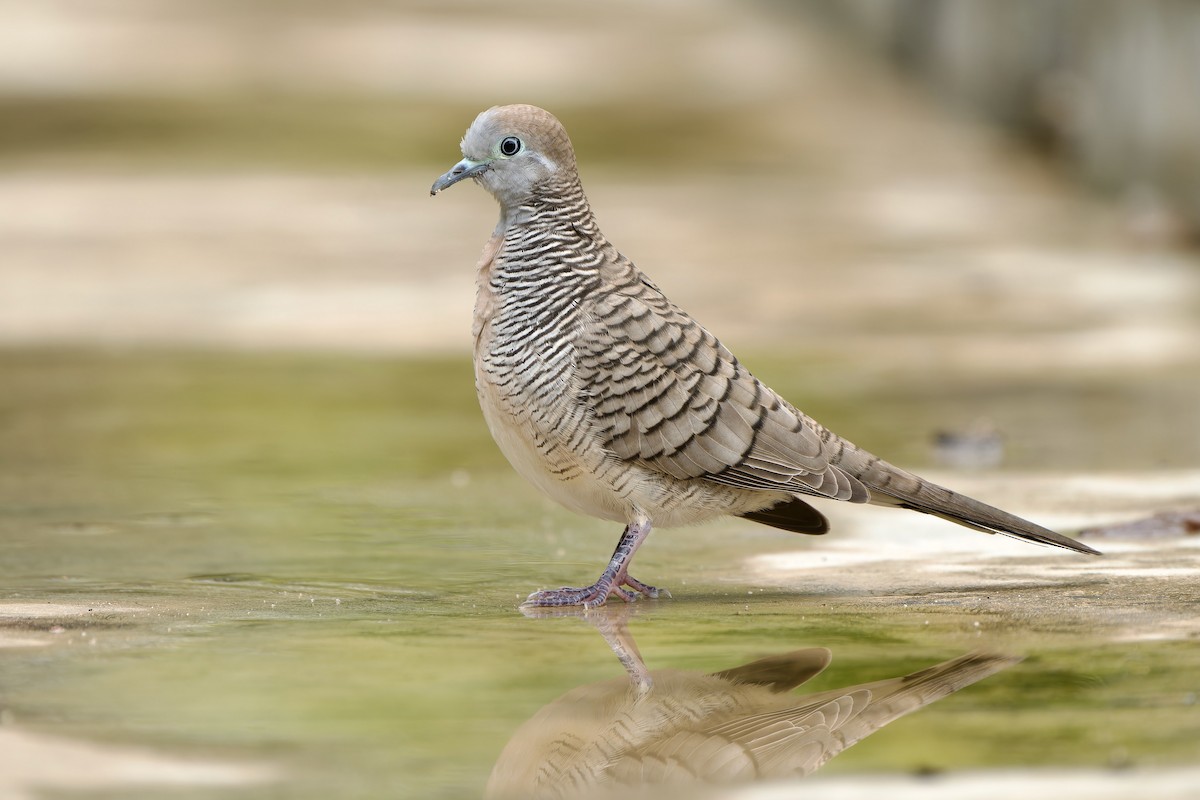 Zebra Dove - Sam Hambly