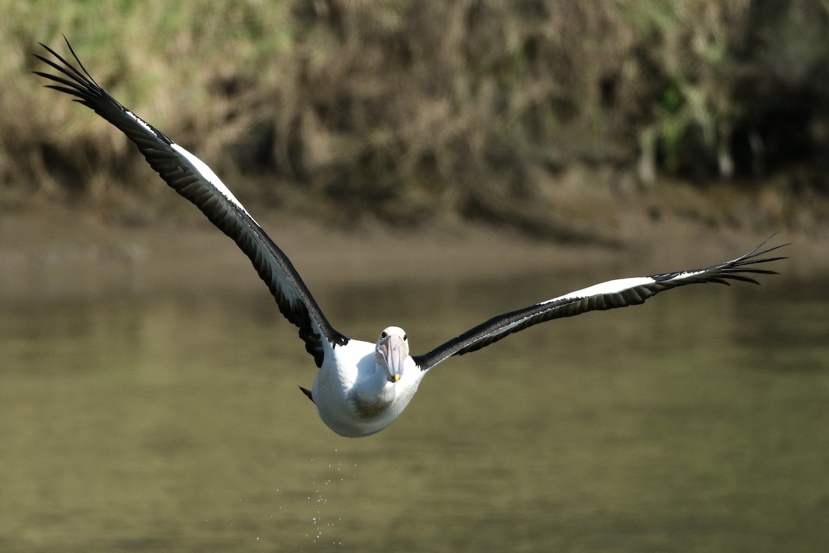 Australian Pelican - ML608967090