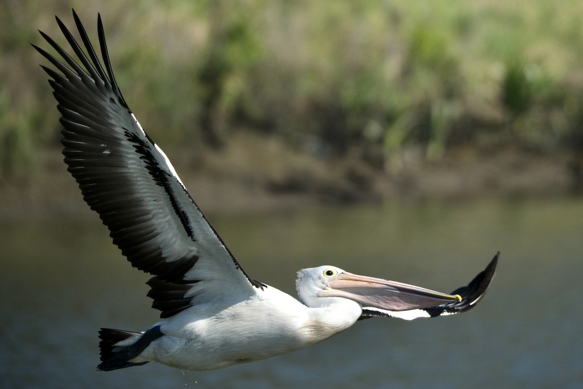 Australian Pelican - Adrian Brooks