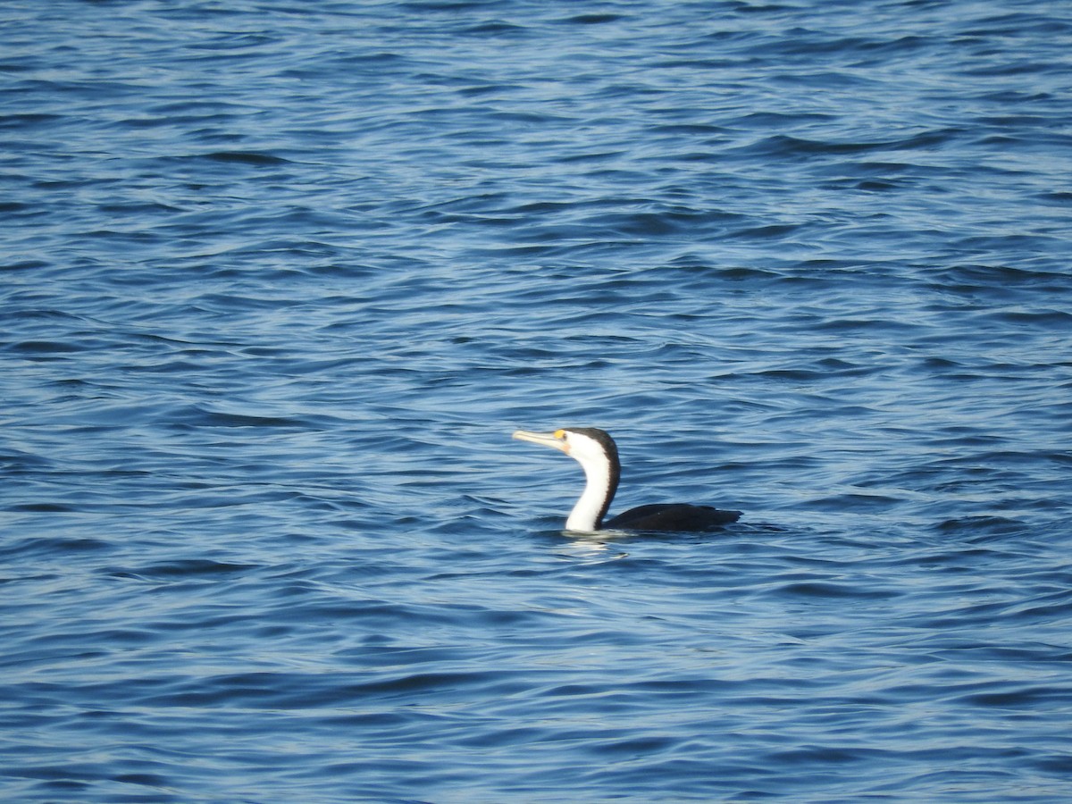 Pied Cormorant - ML608967093