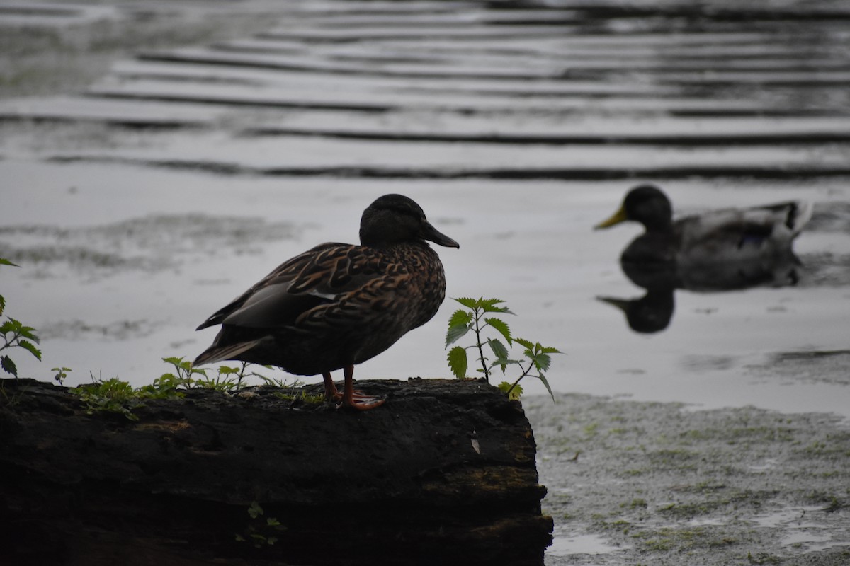 Mallard (Domestic type) - ML608967110