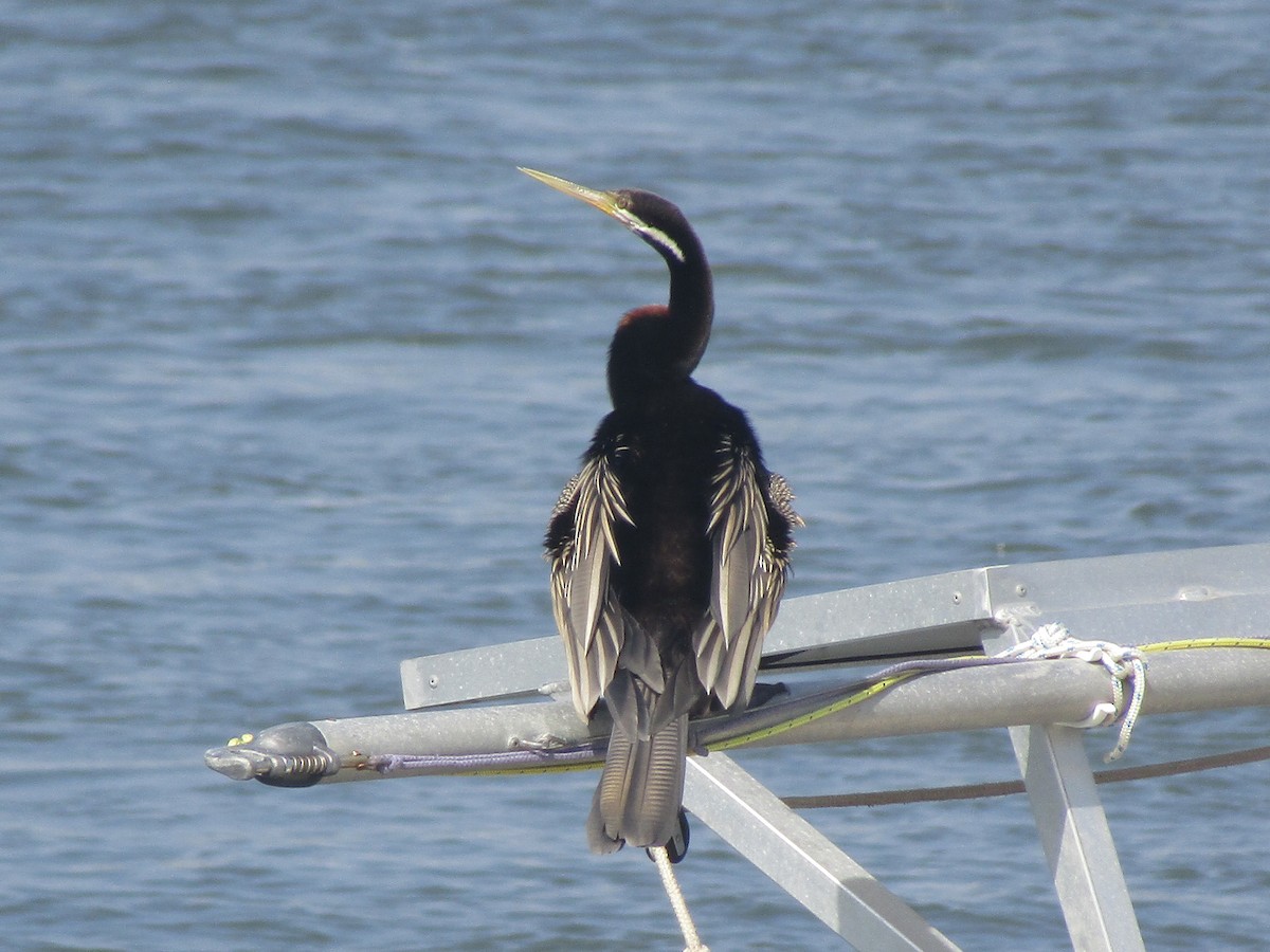Australasian Darter - ML608967111