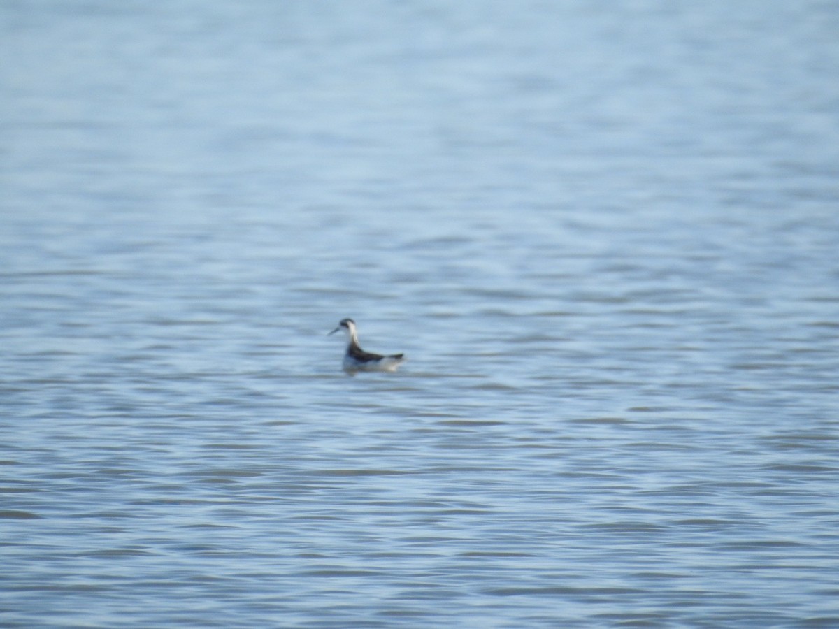 Red-necked Phalarope - chetan harikishandas joshi