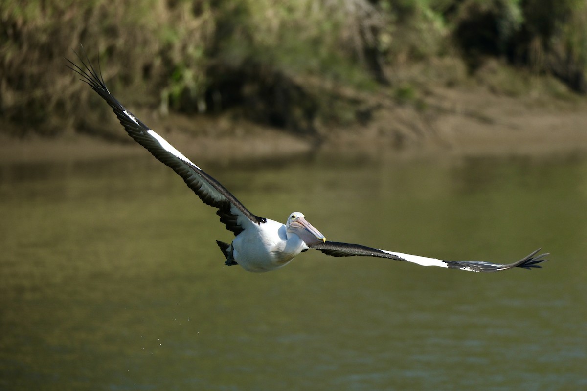 pelikán australský - ML608967119