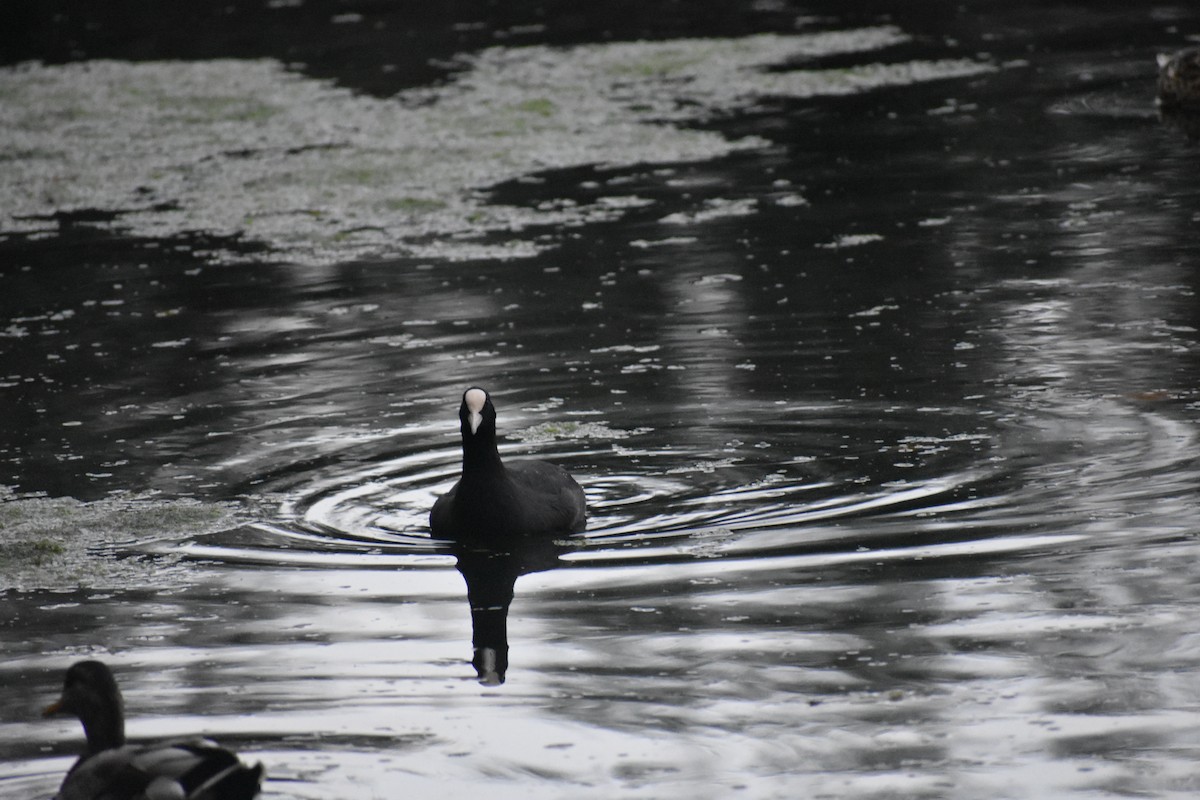 Eurasian Coot - Klaus Bielefeldt