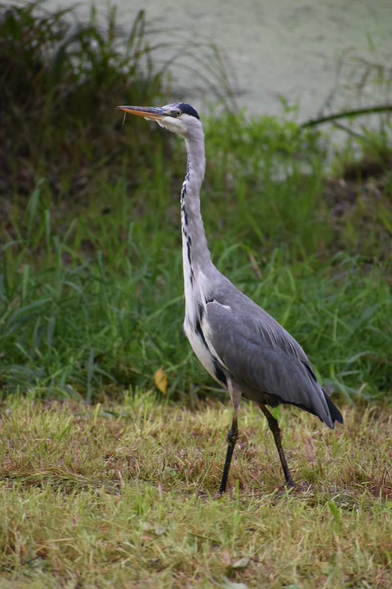 Gray Heron - ML608967128