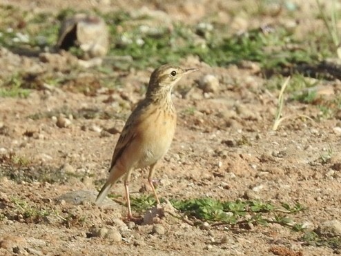 פפיון הודי - ML608967164