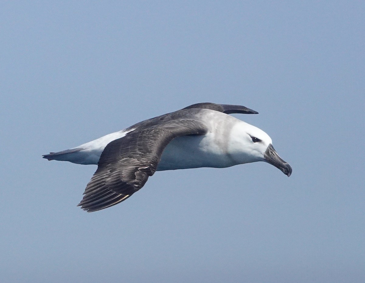 albatros černobrvý - ML608967231