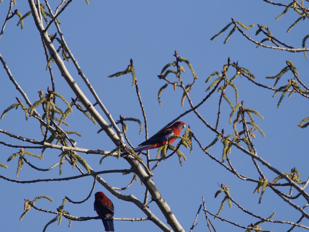 Crimson Rosella - ML608967300