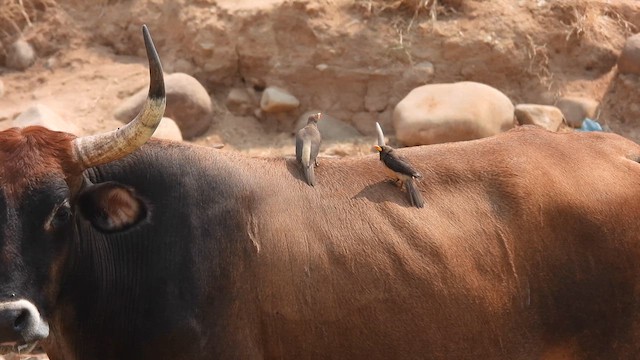 Yellow-billed Oxpecker - ML608967332