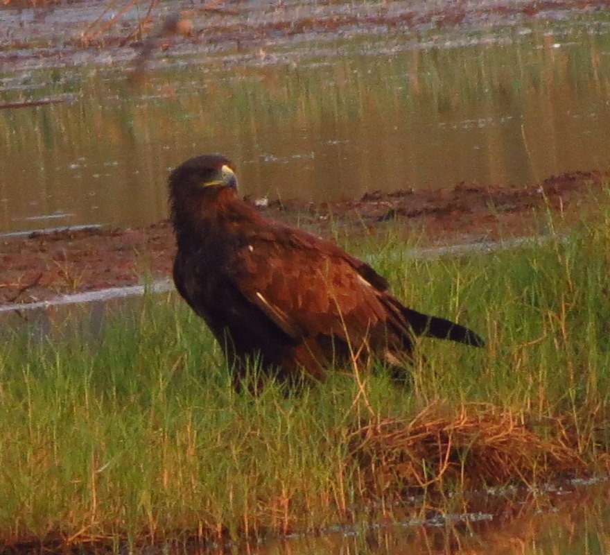 Indian Spotted Eagle - ML608967338