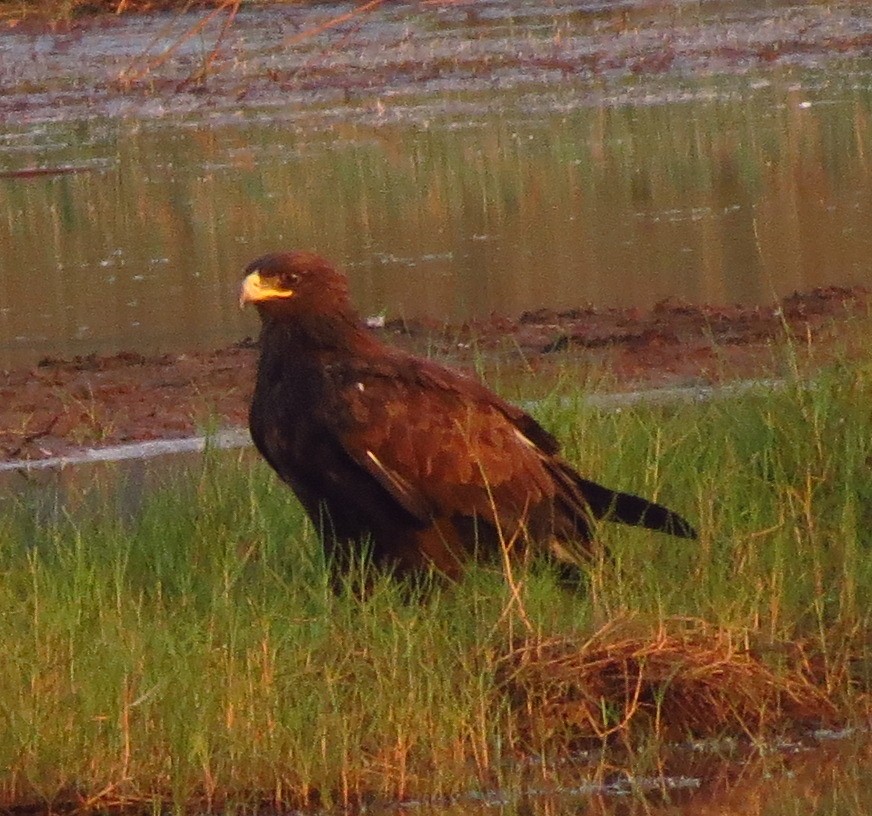 Indian Spotted Eagle - ML608967339