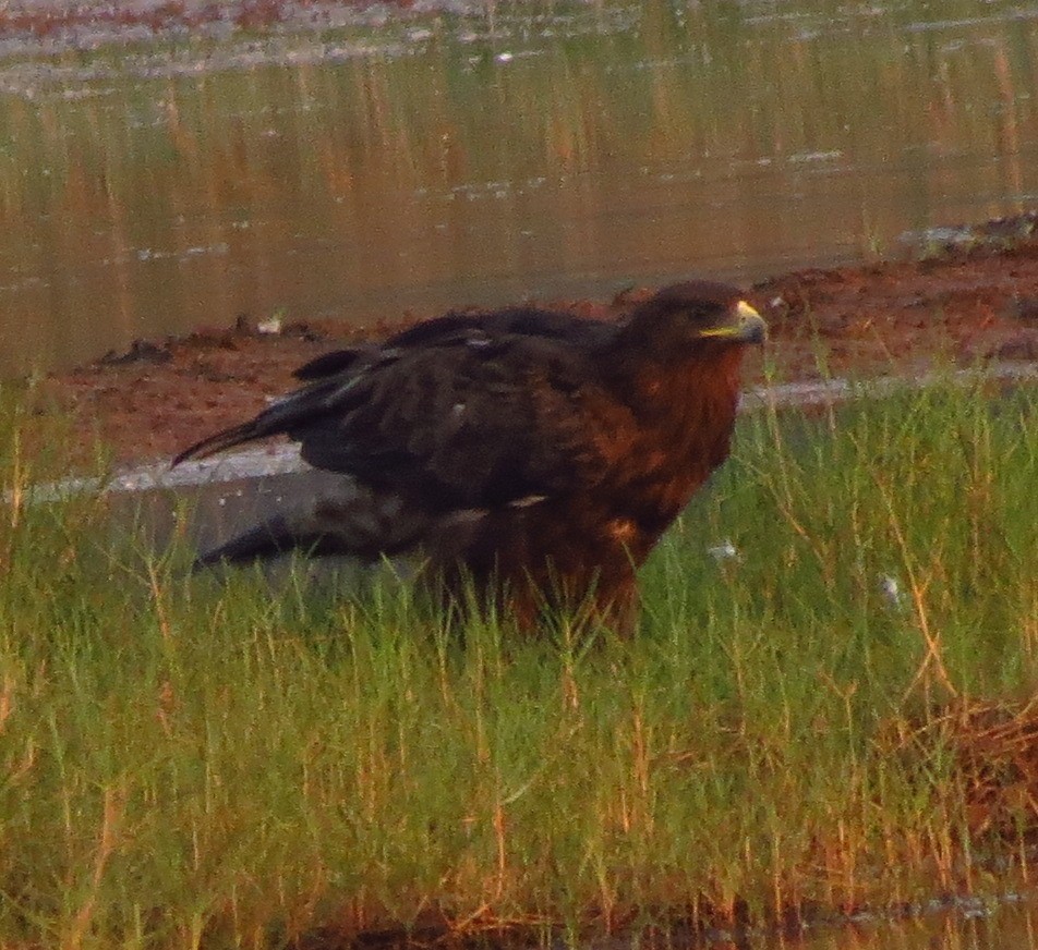 Indian Spotted Eagle - ML608967340