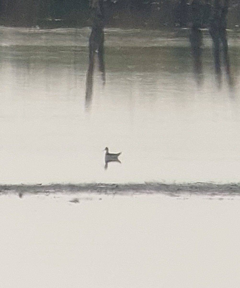 Red-necked Phalarope - ML608967425