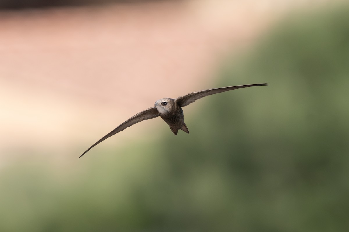 Pallid Swift - Sébastien Roques