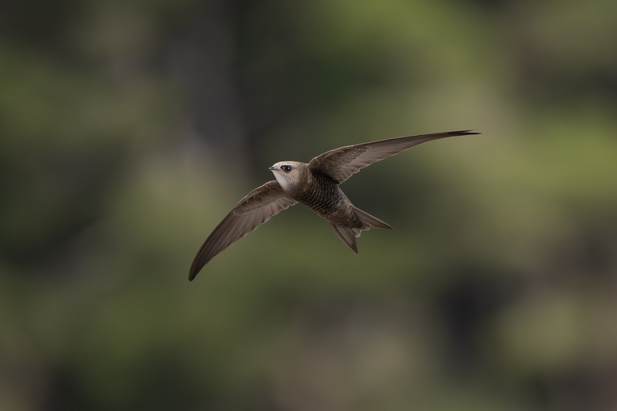 Pallid Swift - Sébastien Roques