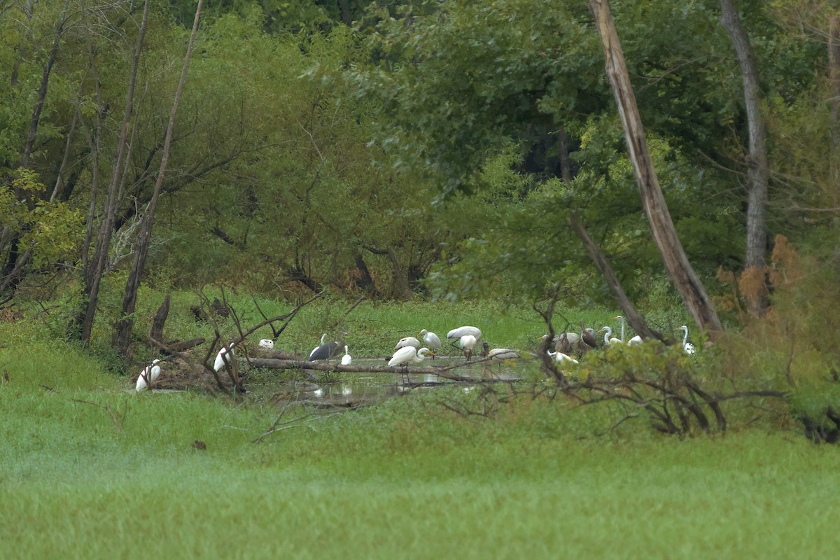White Ibis - ML608967452