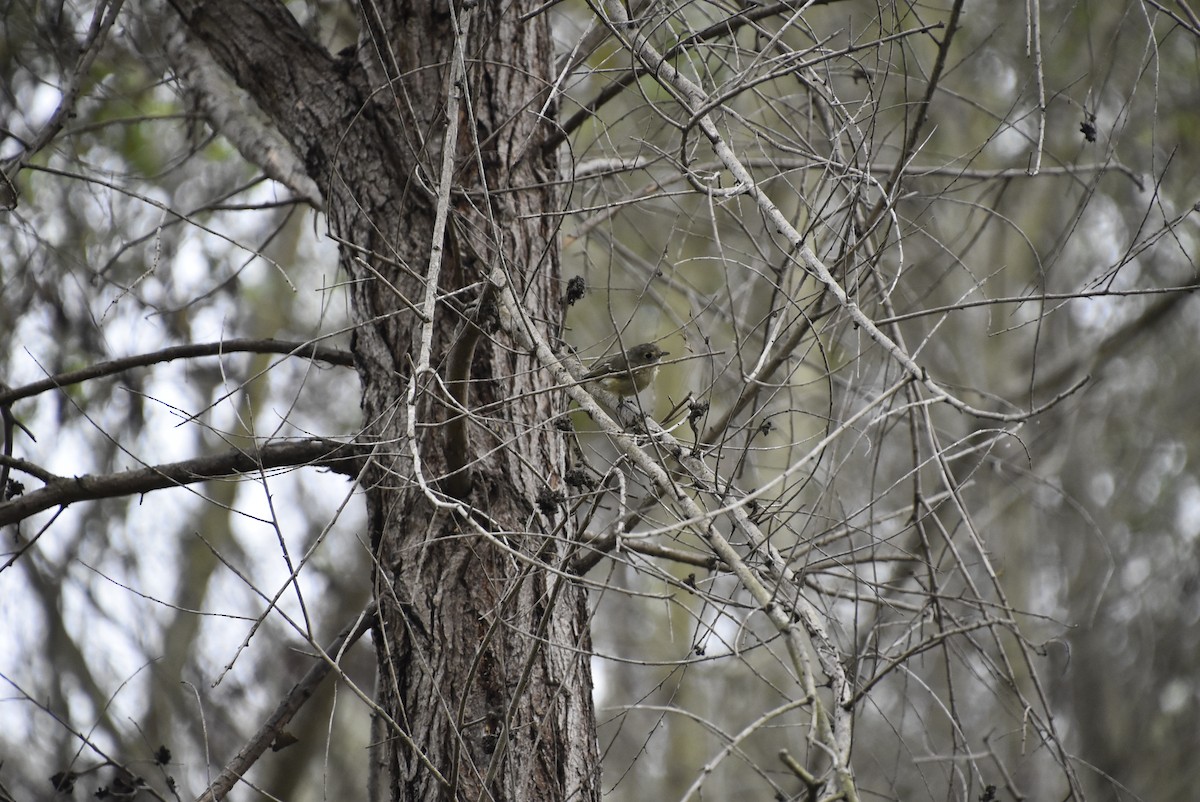 Hutton's Vireo - ML608967475