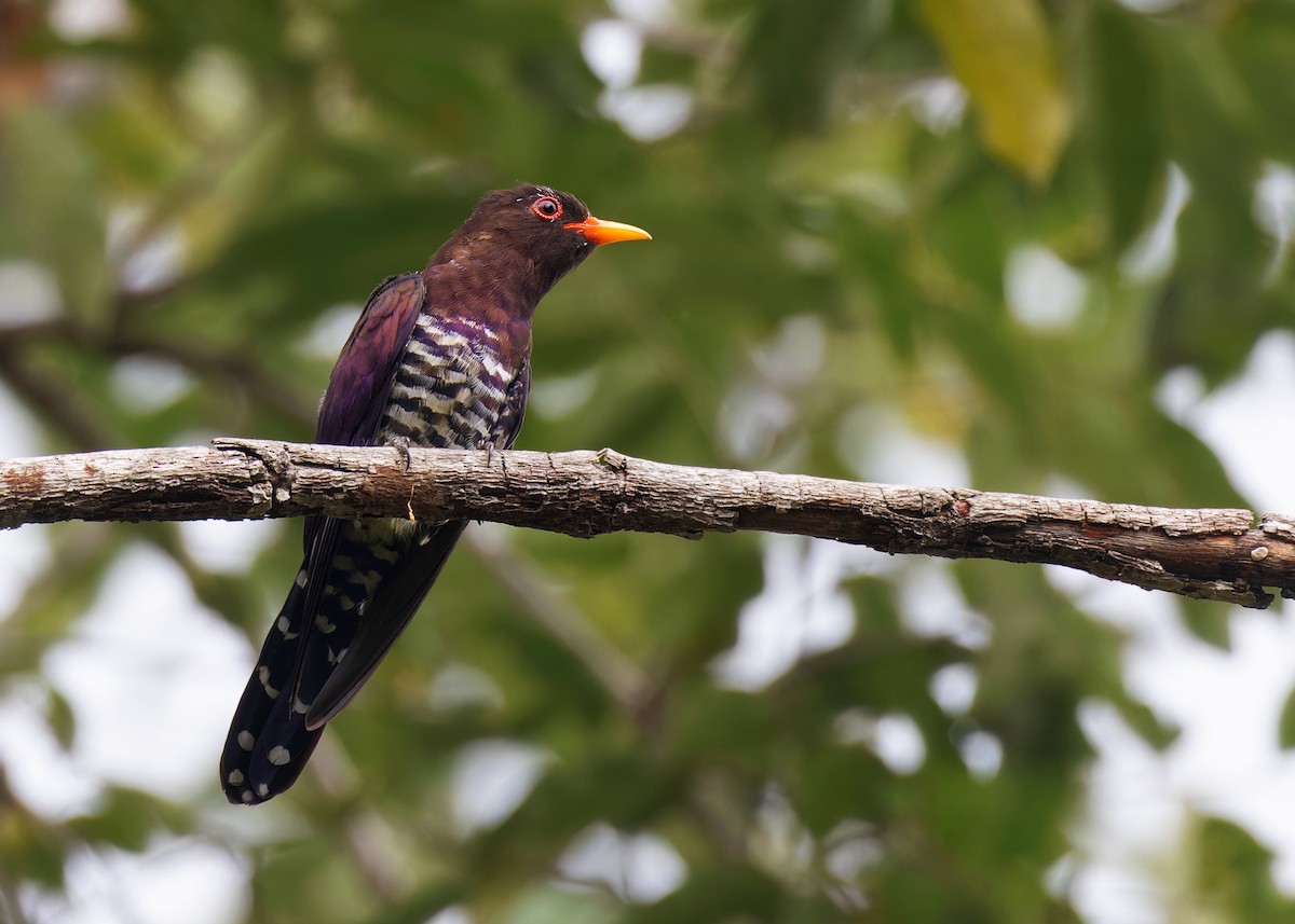 Violet Cuckoo - Ayuwat Jearwattanakanok