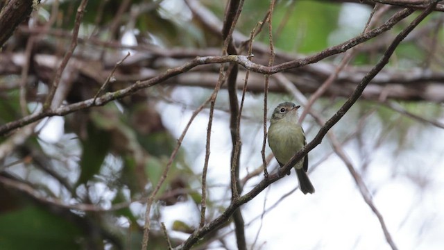 Bahia Tyrannulet - ML608967492