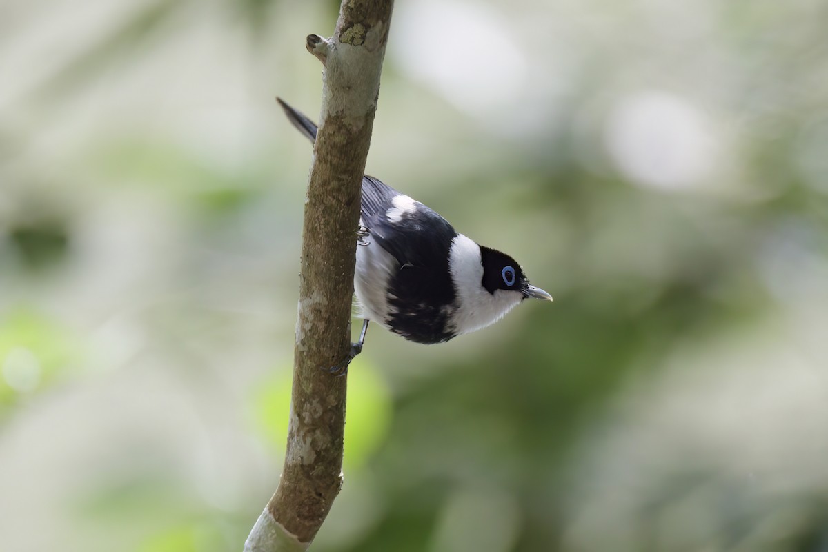 Pied Monarch - ML608967506