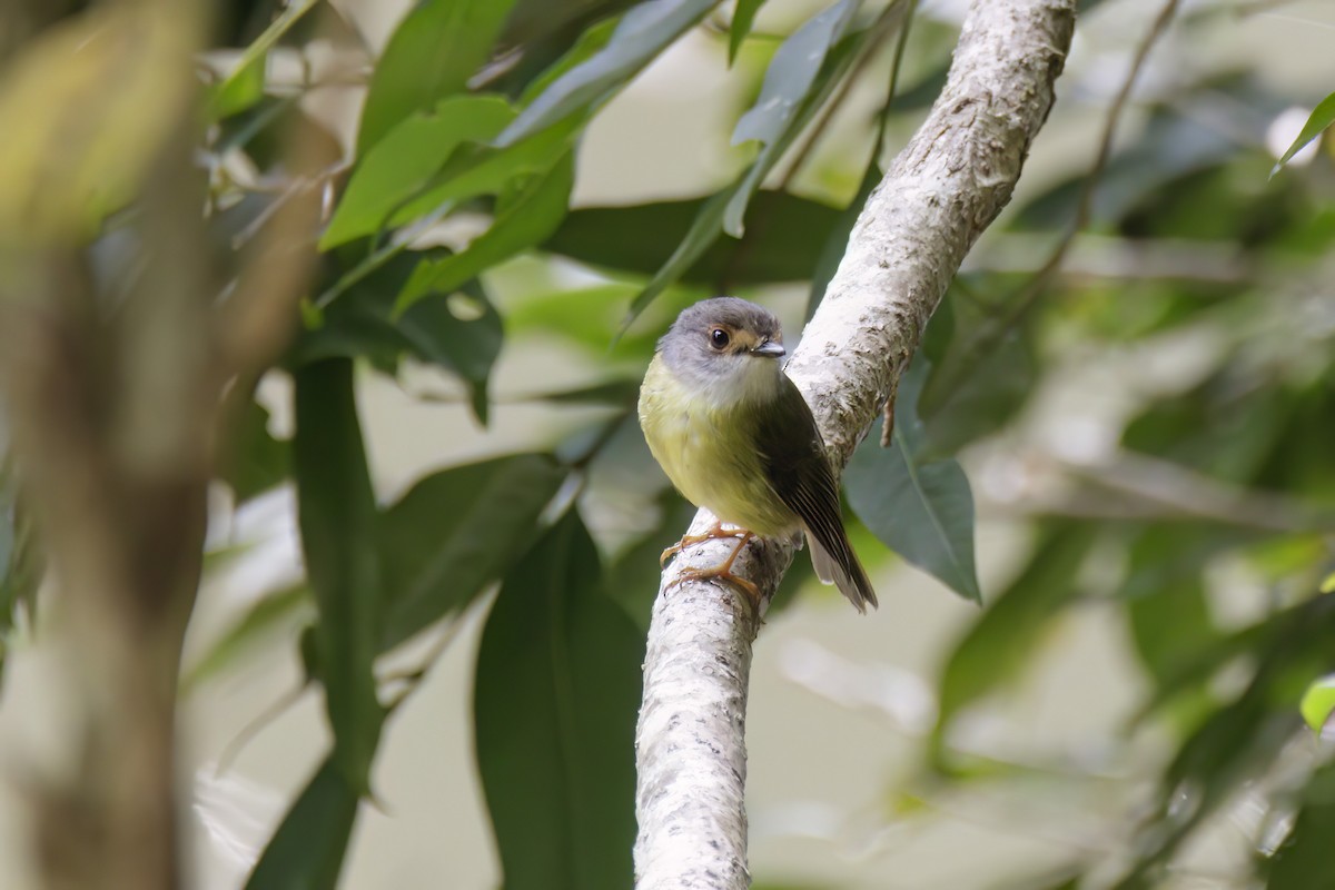 Pale-yellow Robin - ML608967508